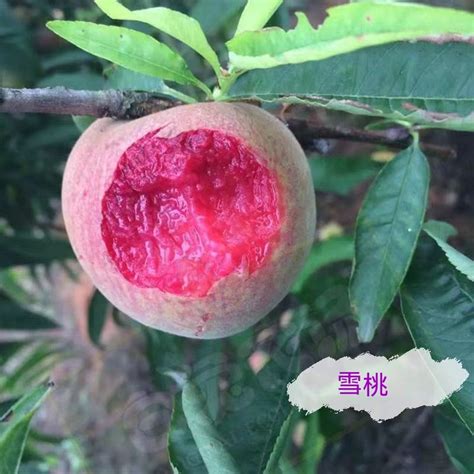 桃樹種子繁殖|【種桃樹】從核果到果香滿枝頭：親手種植桃樹的完整指南！